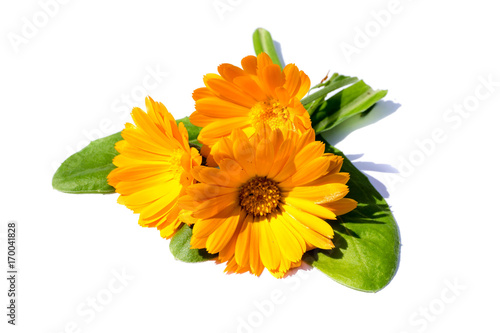 Plakat Nagietków marigolds odizolowywający odizolowywający na białym tle, cięcie out