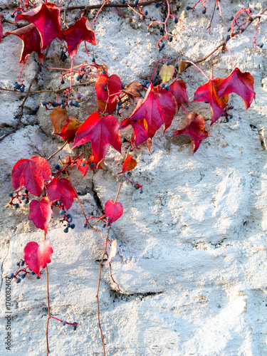 Alte weiße Mauer mit herbstlich rotgefärbtem Laub