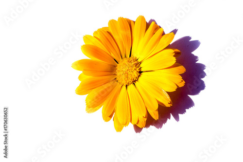 Plakat Nagietków marigolds odizolowywający odizolowywający na białym tle, cięcie out