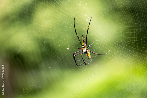 Plakat Straszny pająk (Araneae) w sieci zbliża się do zdobyczy z niewyraźne zielone tło