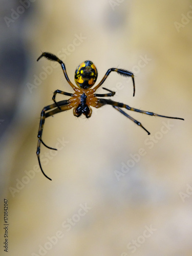 Plakat Wizerunek opadometa fastigata pająki (Leucauge w kształcie gruszki) na pajęczynie. Owad zwierzę