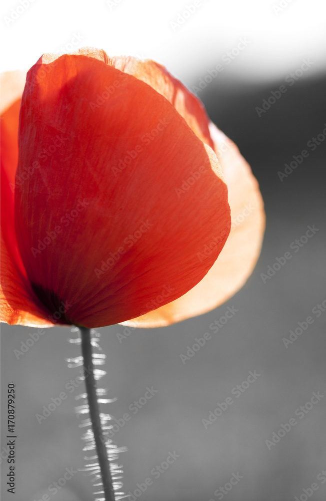Mohnblume im Abendlicht (Color-Key)