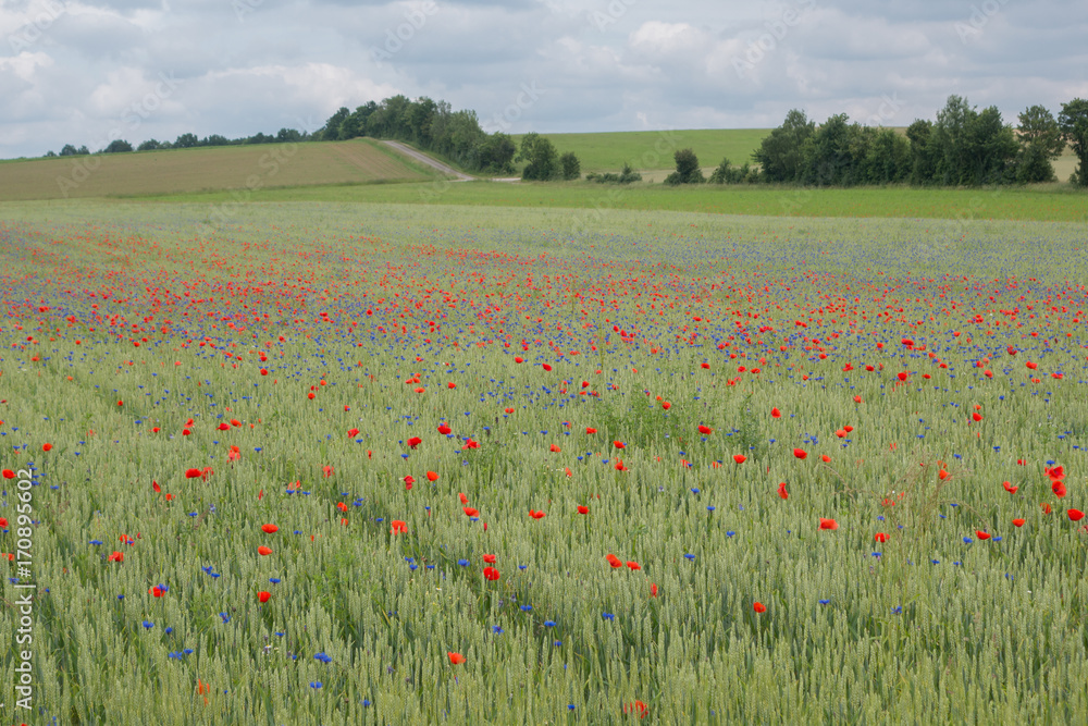 Rapsfeld mit Blumen