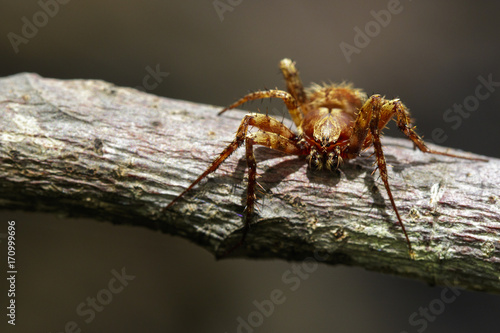 Plakat Obraz Eriophora sp cf Novakiella lub Orb-tkactwo Pająk lub Kula Weaver (Novakiella trituberculosa) na suche gałęzie. Owad zwierzę