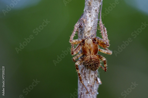 Plakat Obraz Eriophora sp cf Novakiella lub Orb-tkactwo Pająk lub Kula Weaver (Novakiella trituberculosa) na suche gałęzie. Owad zwierzę