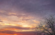tree without leaves against the sky at sunset tree without leaves against the sky at sunset