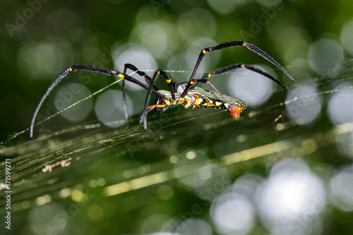 Plakat Obraz Pająk Nephila Maculata, Gaint Long-jawed Orb-tkacz (kobieta) w sieci. Owad zwierzę