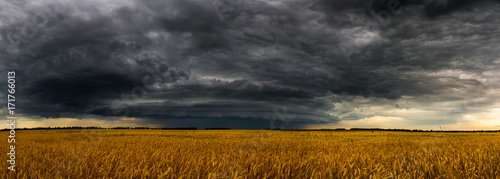 Fotoobraz na płótnie Round burzy chmura nad pszenicznym fieldin Rosja. Panorama