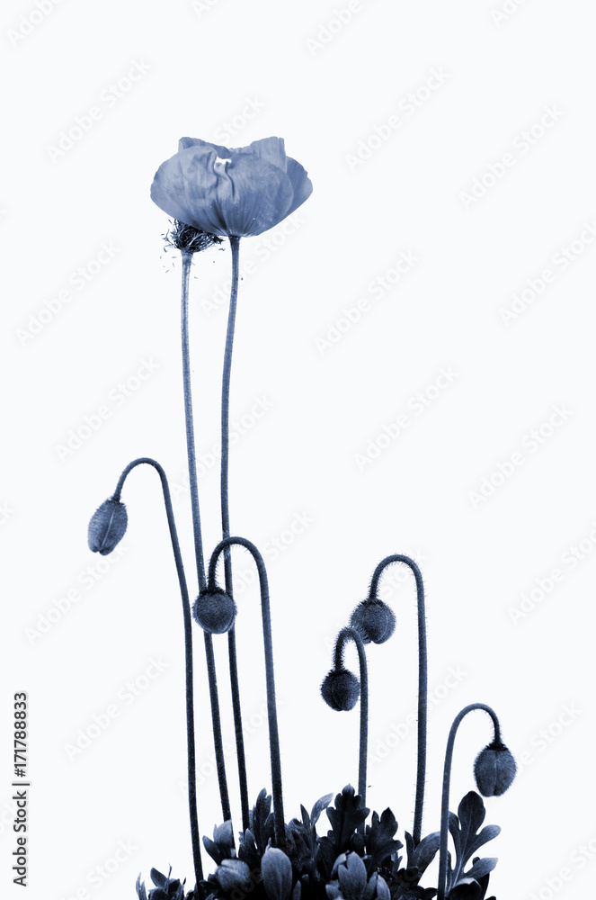 Mohn Abstrakt