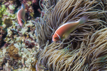 Pink anemonefish - rybka nemo - morze filipińskie