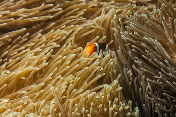 Rybka nemo - anemonefish - amphirion