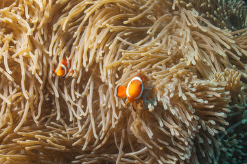 Rybka nemo - anemonefish - amphirion
