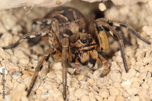 Plakat makro hiszpańskiej tarantuli, największy hiszpański pająk Lycosa hispanica.