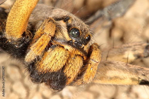 Plakat makro hiszpańskiej tarantuli, największy hiszpański pająk Lycosa hispanica.