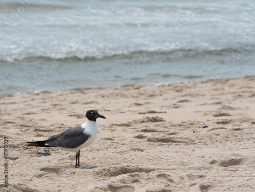 Seagull with Black Head at Beach