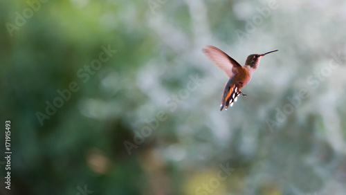 Humming Bird Background