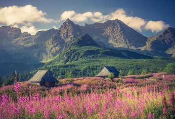 Tatra mountains, Poland landscape, colorful flowers and cottages in Gasienicowa valley (Hala Gasienicowa), summer