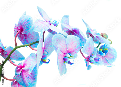 Plakat łodyga niebieskich i fioletowych świeżych kwiatów orchidei na białym tle