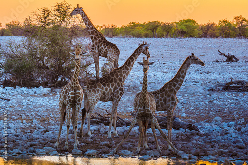 Plakat Żyrafa pije na waterhole, etosha nationalpark, namibia, (giraffa camelopardalis)