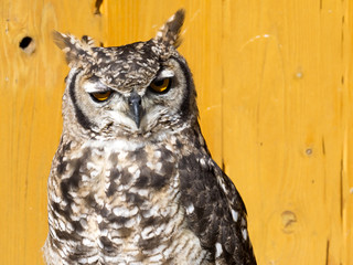 Spotted Eagle-owl, Bubo africanus, African Night Owl