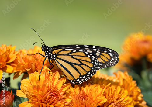 Plakat Motyl Monarch (Danaus plexippus) na pomarańczowy Mum kwiaty podczas migracji jesienią. Naturalny zielony tło z kopii przestrzenią.