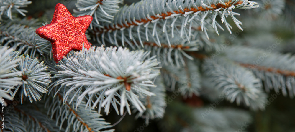 Blue Pine branches and red Christmas star.