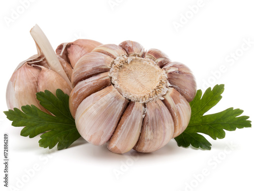 Garlic bulb and parsley herb still life isolated on white background cutout