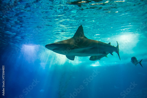 Plakat Podwodne niebieskie tło z promieni słonecznych. Wielki rekin w dużym akwarium z wodą morską. Oceanarium w Lizbonie, Portugalia. Turystyka, wakacje i rekreacja.