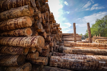 Holzwirtschaft - Lagerung von Rundholz für Sägewerk