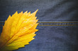 jeans .autumn leaf. jeans .autumn leaf.