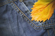 jeans. autumn leaf. horizontally. jeans. autumn leaf. horizontally.