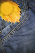 jeans. autumn leaf. copy spase. vertically jeans. autumn leaf. copy spase. vertically