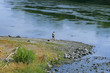 fishing on the river. fisherman on a stony river. fishing on the river. fisherman on a stony river.