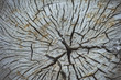old cracked sawn wood. old age. destruction. wisdom. concept. old cracked sawn wood. old age. destruction. wisdom. concept.