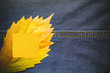 jeans. copy space. autumn leaf. jeans. copy space. autumn leaf.