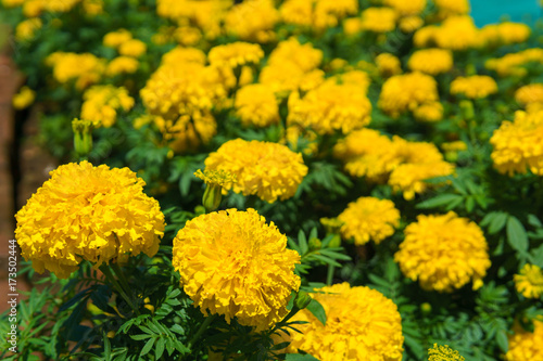 Fotoobraz na płótnie Wiele pięknych kwiatów nagietka w polu ogrodowym lub Tagetes erecta, meksykańskim lub afrykańskim nagietkiem.
