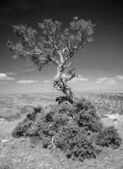 Grand Canyon Tree