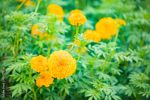 Plakat Marigolds.Tagetes erecta, nagietek meksykański, nagietek aztecki, nagietek afrykański.