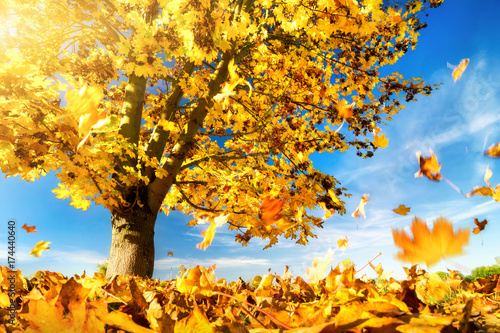 Gelbe Blätter fallen zu Boden, Ahornbaum an einem schönem Herbsttag