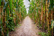 A corn maze or maize maze is a maze cut out of a corn field. The first corn maze was in Annville, Pennsylvania. Corn mazes have become popular tourist attractions in North America. A corn maze or maize maze is a maze cut out of a corn field. The first corn maze was in Annville, Pennsylvania. Corn mazes have become popular tourist attractions in North America.