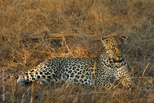 Plakat Portret lampart, Kruger park narodowy, Południowa Afryka (Panthera pardus)