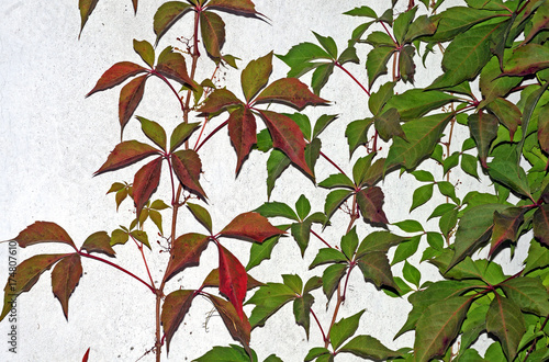 wilder  Wein an einer Hauswand