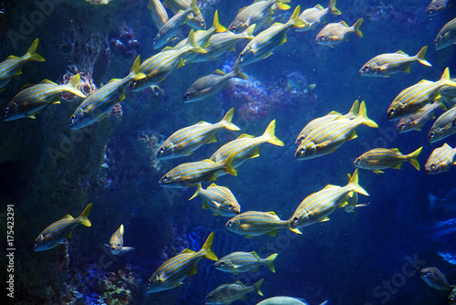 School of fish in the sea