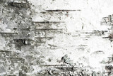 White old birch tree bark. Closeup
