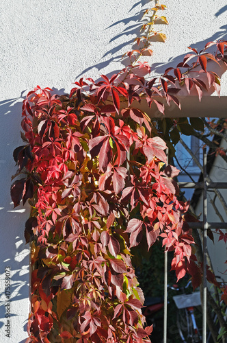 kletternder Wein an einer Gartenmauer