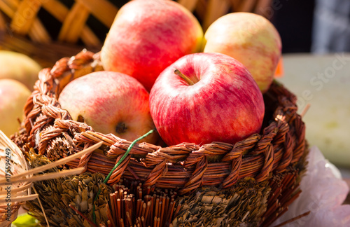 harvest of ripe apples in the fall in nature