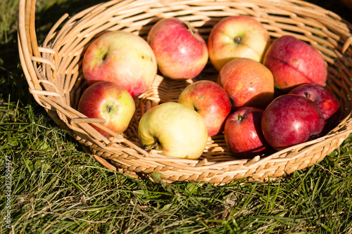 harvest of ripe apples in the fall in nature