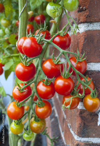 Reife und unreife Tomaten an einem Tomatenstrauch, Freilandanbau, Biotomaten, Solanum lycopersicum 