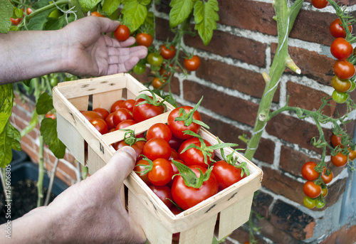 Männliche Person pflückt Tomaten aus Freilandanbau und hält Korb in der Hand, Solanum lycopersicum