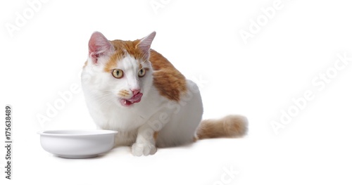 Katze schleckt sich nach dem Fressen isoliert auf weiß 